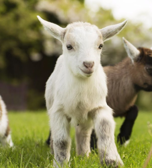 Loci&Atilde;&sup3;n corporal de leche de cabra!